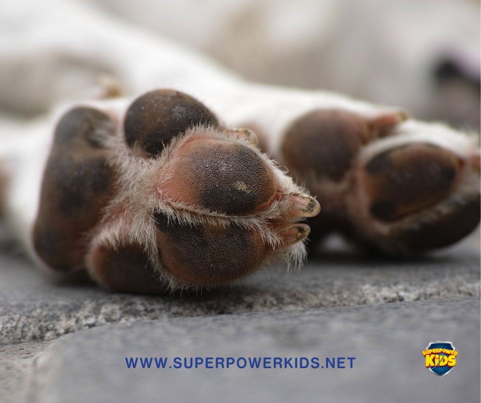 How can I help my child deal with the death of a pet?